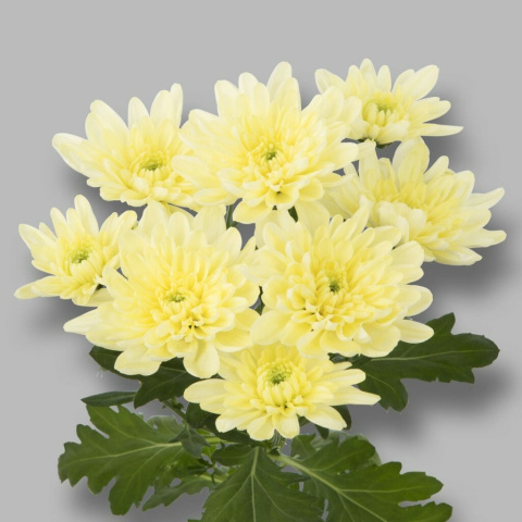 CHR T BALTICA CREAM 70cm/105g - D