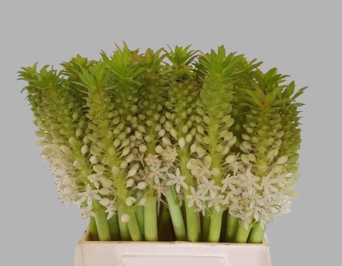 EUCOMIS C JOHANNESBU 50cm - D