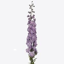 DELPH DU DEW HERCULE 70cm - D