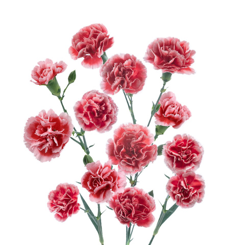 Di tr Scarlet Plus - Kolumbia