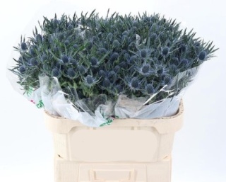 ERYN MAG BLUE LAGOON 45cm - D