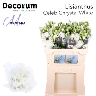 EUS G Celeb Chrystal 70cm - D