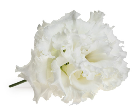 EUS G Celeb Chrystal 70cm - PROMO