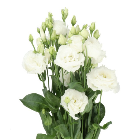 EUS G Celeb Chrystal 70cm - PROMO