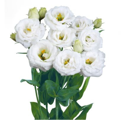 EUS G ROSITA WHITE XL 72cm - D