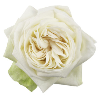 Ecuador - R White O'HARA 50cm
