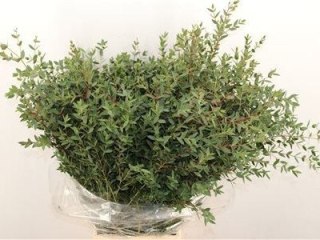 Euca. Parvifoglia 70cm - D