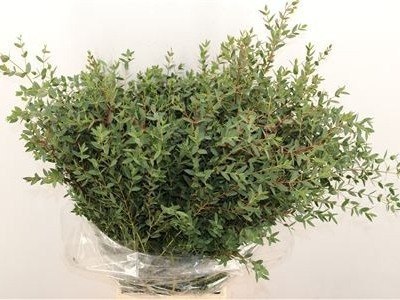Euca. Parvifoglia 200 gr - Liście