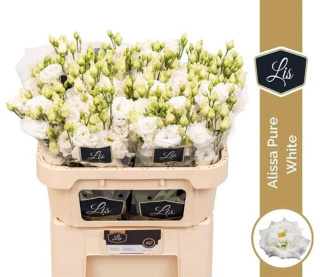 EUS G ALISSA PURE WHITE 72cm - D