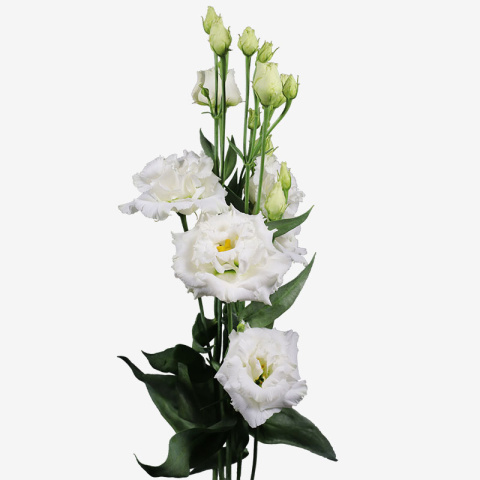 EUS G ALISSA PURE WHITE 72cm - PROMO