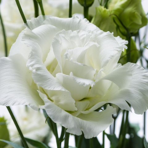 EUS G ALISSA PURE WHITE 72cm - PROMO