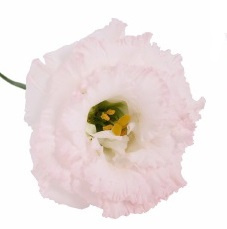 EUS G CHAC WEDDING PINK70cm - D