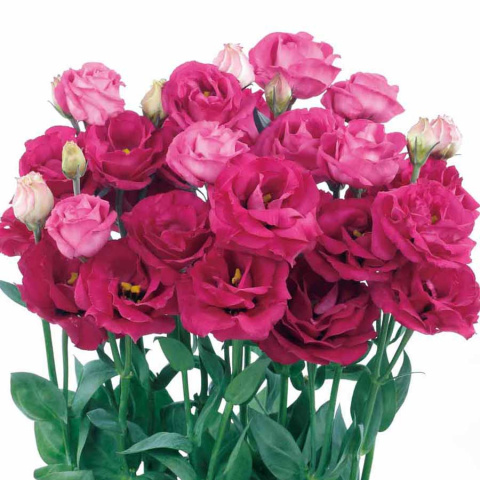 EUS ROSITA RED 70cm - D