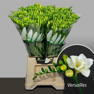 FR DU VERSAILLES 56cm - D