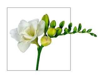 FR DU VERSAILLES 56cm - D