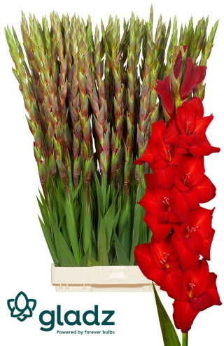 Glad Gr Red Balance 130cm - D