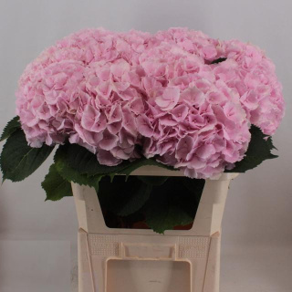 HYDR M CH VERENA 60cm/H21 - D