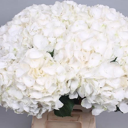 HYDR M CH WHI VERENA 80cm - D