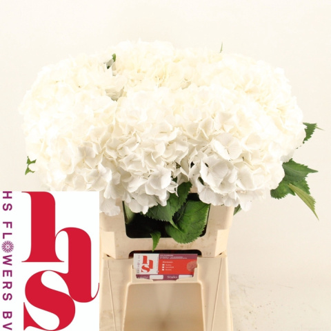 HYDR M CH WHI VERENA XL80cm/H23 - D