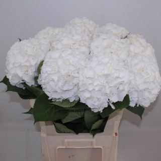 HYDR M CH WHITE VERENA XL 80cm/H23 - D