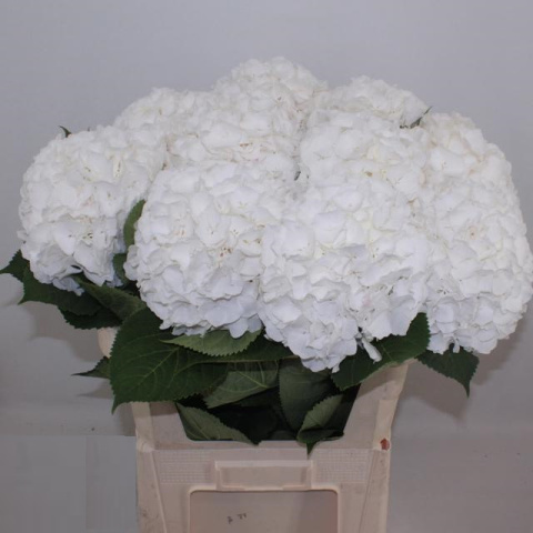 HYDR M CH WHI VERENA XL80cm/H23 - D