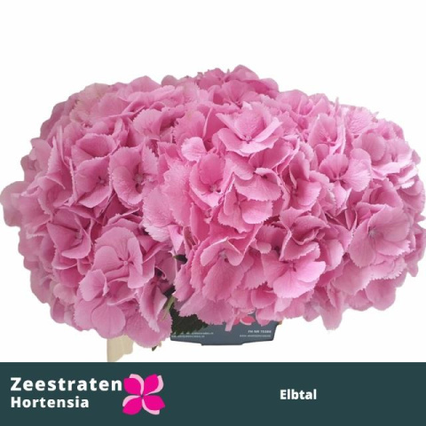 HYDR M ELBTAL RZ 80cm/H22 - D