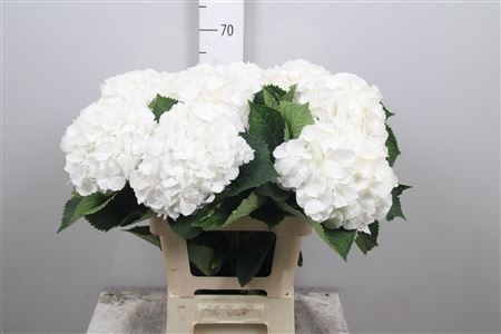 HYDR M WHITE VERENA Extra 60cm/H18 - S