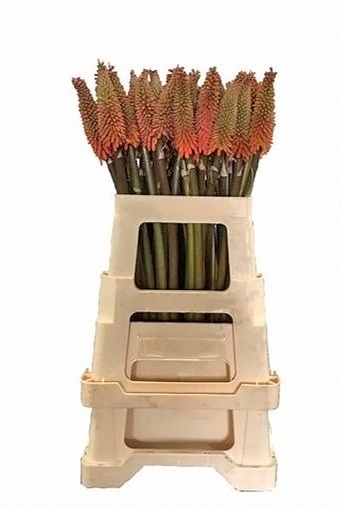Kniphofia Alcazar 60cm - D