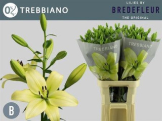 LI LA TREBBIANO 4+ 90cm - D