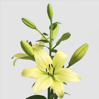 LI LA TREBBIANO 4+ 90cm - D