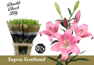 LI LA SCOTLAND 3+ 85cm - D