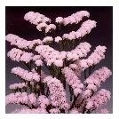 LIM S ROSEL SU BIRDS 60cm - D