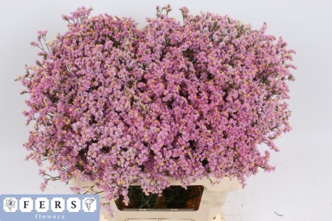 LIM SIN ANOUCHKA DIA 65cm - D