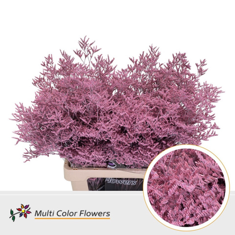 Limonium Light Rose 70cm - D