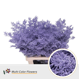 Limonium Milka 70cm - D