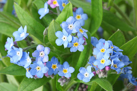 MYOS AL BLUE MEMORY 40cm - D