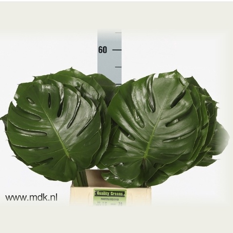 Monstera blad 55cm - D