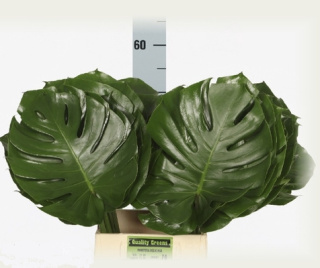 Monstera blad 55cm - D