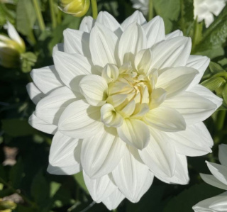 PL Dalia biała 40/45cm - Polska