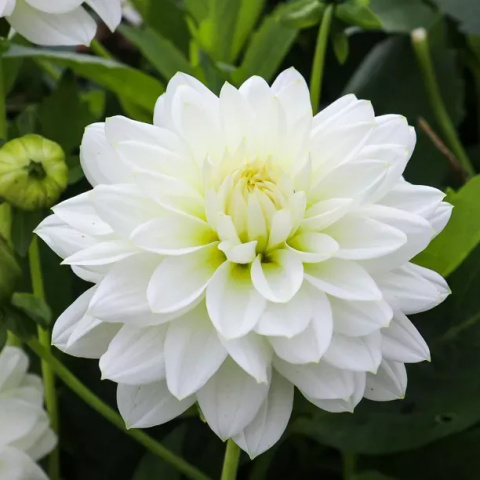 PL Dalia biała 30/38cm - Polska