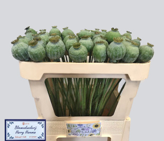 Papaver Som Zaaddozen 65cm - D