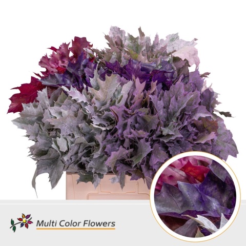 Quercus Eik Frosted Mix Color 60cm - PROMO