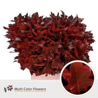 Quercus Eik Grof Rood 60cm - D