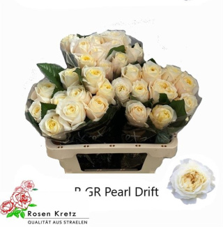 R Gr Pearl Drift 50cm - D