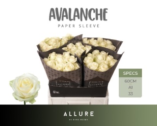 R GR AVALANCHE+ ALLURE 60cm - D