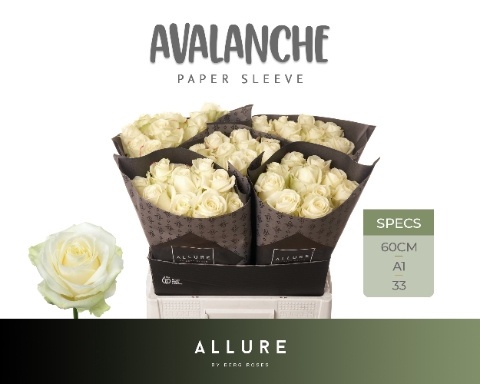 R GR AVALANCHE+ ALLURE 60cm - D
