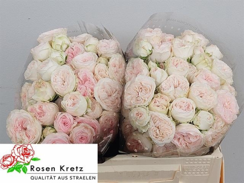 R TR ROYAL WEDDING 40cm - D