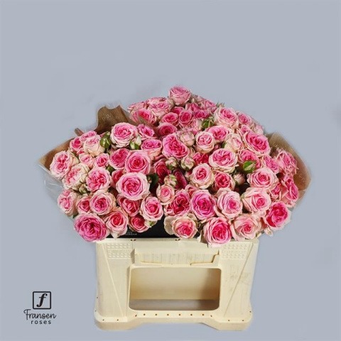 R TR KATE-LYNN 50cm - PROMO