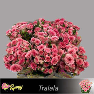 R TR TRALALA 50cm - D