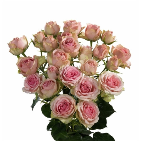 R Tr Dinara 50cm - D